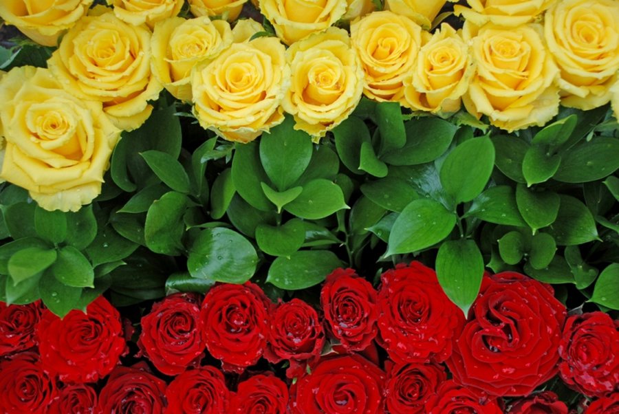 Приглашаем на праздничный концерт посвященный Дню восстановления независимости государства - Культурные и спортивные мероприятия