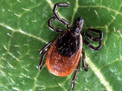 Бесплатной вакциной от клещевого энцефалита в Литве уже воспользовались тысячи жителей - Наука и здоровье