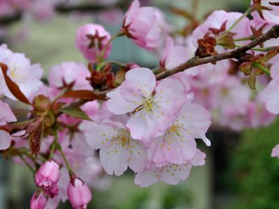 В Японии на пять дней раньше зацвела сакура - В Мире