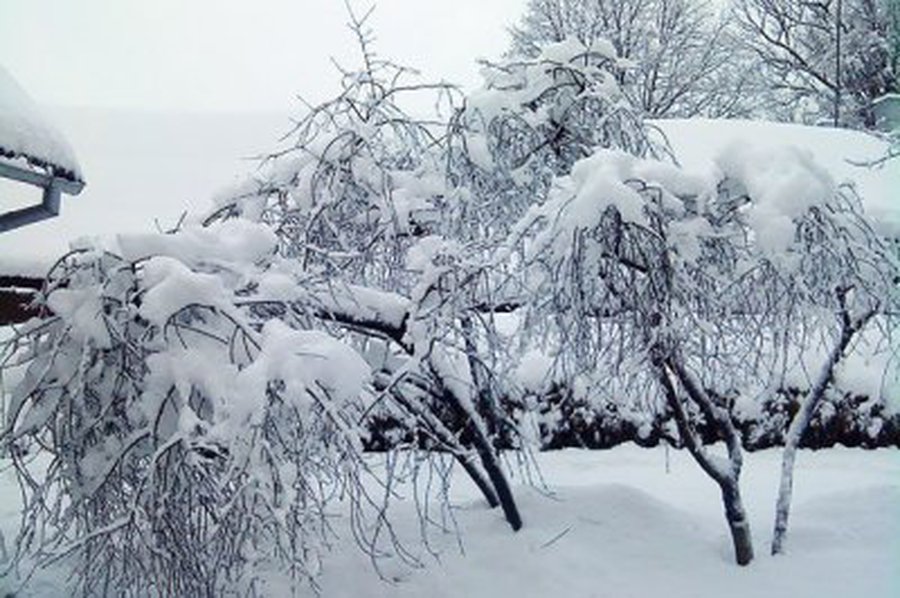 Savaitgalis bus gan žiemiškas, sulauksime sniego - Lietuva ir Baltijos šalys