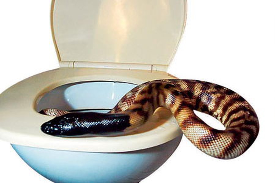 Японцы разработали способ избавления от фобий - Наука и здоровье