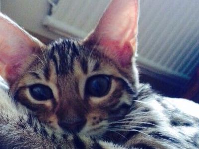 Участник № 42 конкурса «Мой домашний любимец» - Конкурсы для читателей