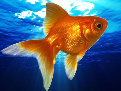 Алкоголь помогает рыбам пережить суровую зиму - Это интересно