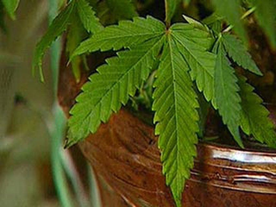 Швейцарцы одобрили выдачу наркоманам бесплатного героина, но сказали «нет» легализации марихуаны - Наука и здоровье