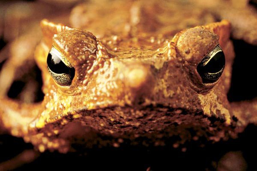 В Китае ждут главного вредителя Австралии - Хобби, отдых и развлечения