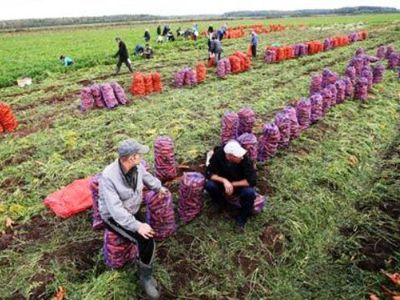 BBC о том, как живется гастарбайтерам на британских полях - В Мире