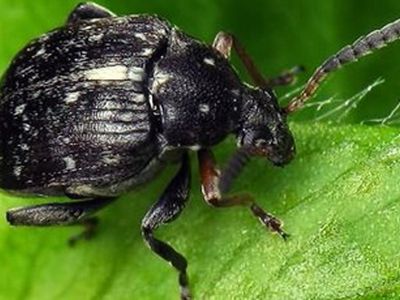 Ученые прояснили зависимость продолжительности жизни от пола организма - Наука и здоровье