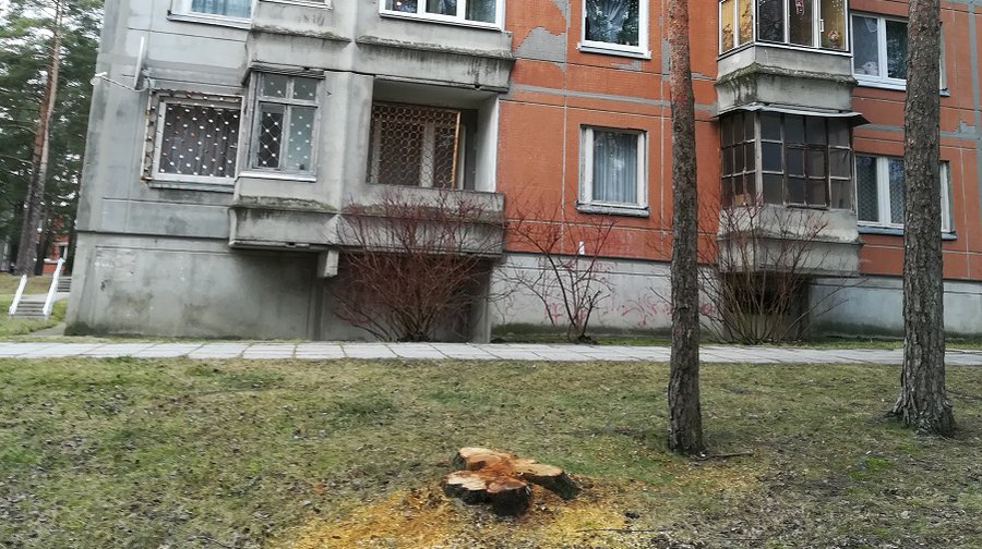 Сколько деревьев вырубили в 2019 г.?  Можно ли жителям сажать деревья в городе? - В Висагинасе