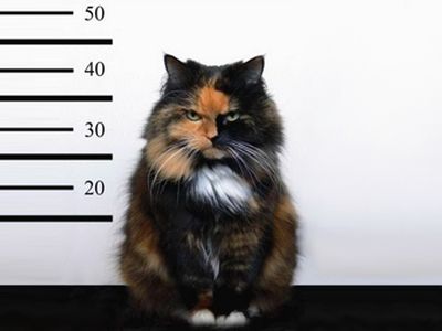 В Бразилии арестован кот с оборудованием для побега заключенных - В Мире