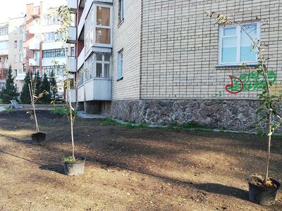 Началось озеленение дворов квартала Парко-Седулинос - В Висагинасе