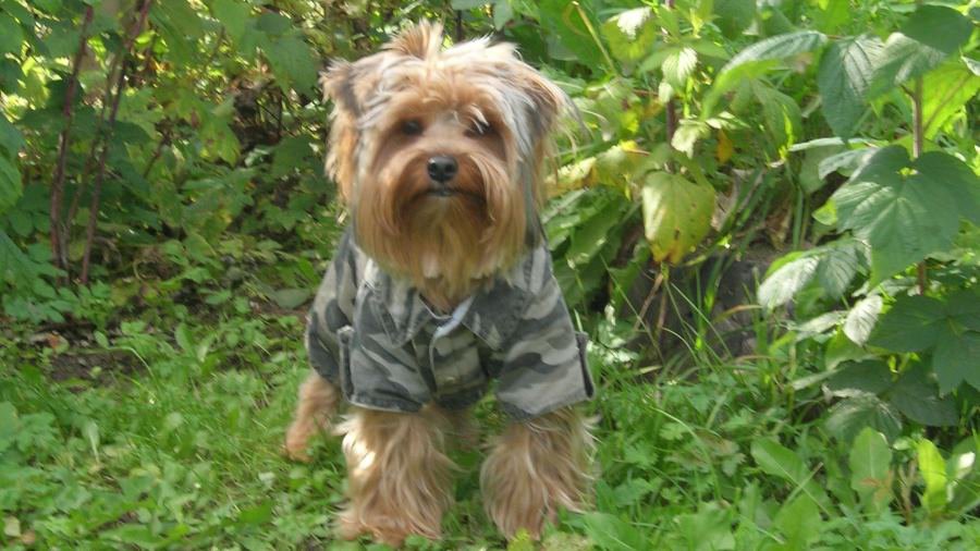 Участник № 45 конкурса «Мой домашний любимец» - Конкурсы для читателей