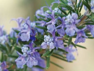 Розмарин — подмога в лечении заболеваний глаз - Наука и здоровье