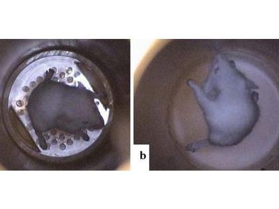 Антигравитация. Магнитная левитация - Наука и здоровье
