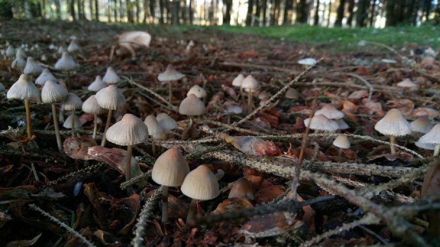 Фото № 33 конкурса «Осенние дары леса» - Конкурсы для читателей