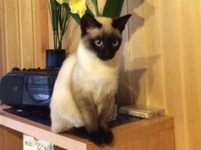 Участник №16 конкурса «Мой домашний любимец» - Конкурсы для читателей