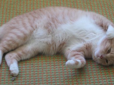 Участник №20 конкурса «Мой домашний любимец» - Конкурсы для читателей