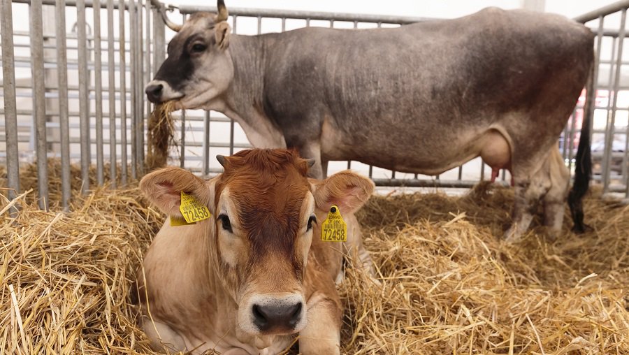 Lietuvos mokslininkai pergudravo vaistams atsparias bakterijas - Lietuva ir Baltijos šalys