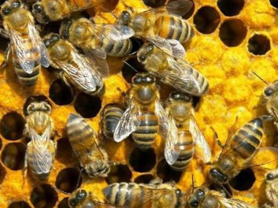 Обама предложил выделить 50 млн долларов на спасение пчел - В Мире