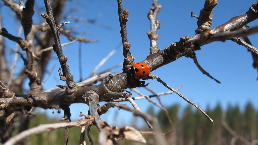 Sinoptikai: netrukus sulauksime 15 laipsnių šilumos - Lietuva ir Baltijos šalys