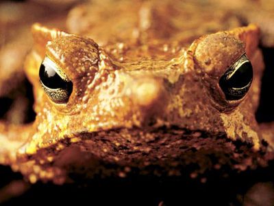 В Китае ждут главного вредителя Австралии - Хобби, отдых и развлечения