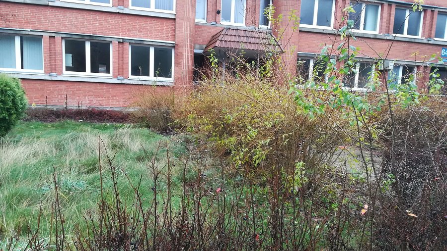 «И глядят уныло голые кусты». Кто должен навести порядок у бывшего здания «Содры»? - В Висагинасе