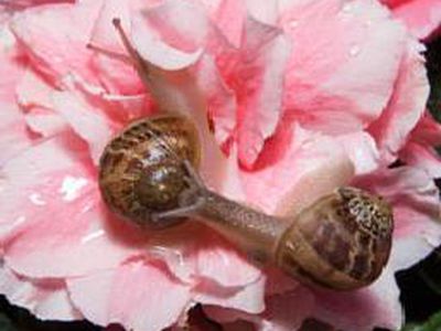 Французы лишились любимого деликатеса - Наука и здоровье