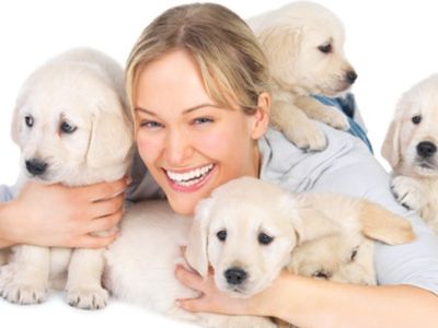 Собаки – это маленькие дети в семье - Хобби, отдых и развлечения