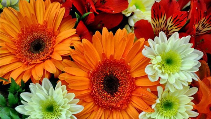 Поздравляем т/ц «Domino» с юбилеем! - Новости TTS