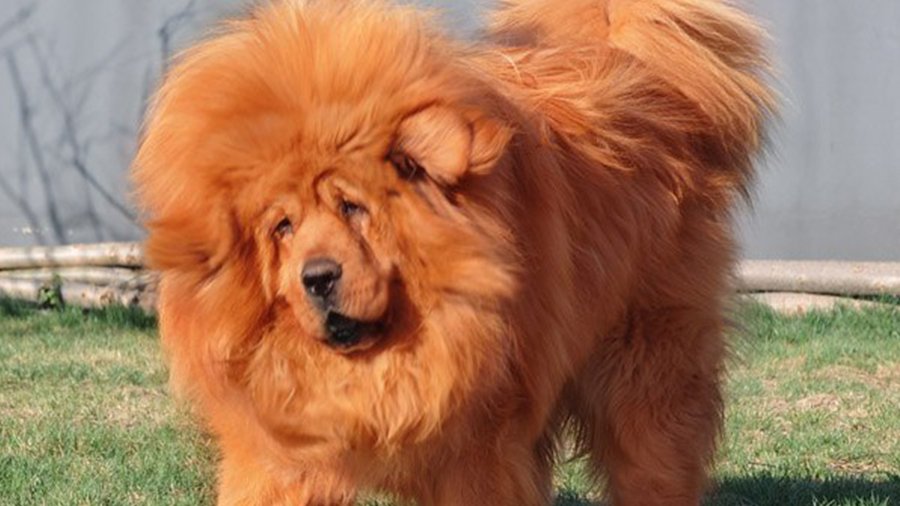 Щенок тибетского мастифа продан за два миллиона долларов - Хобби, отдых и развлечения