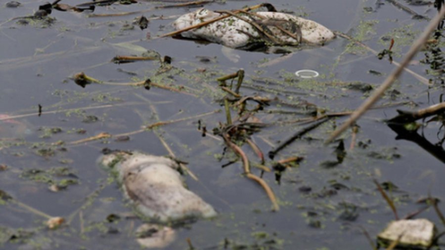 Мертвых свиней в реке Шанхая уже больше 9 тысяч - В Мире