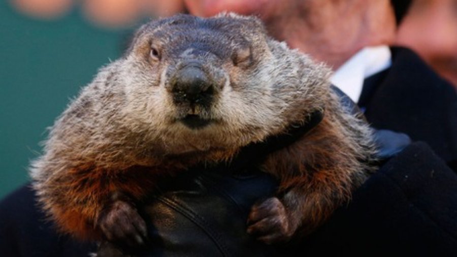 Сурок Фил не испугался своей тени и предсказал США скорую весну - Хобби, отдых и развлечения