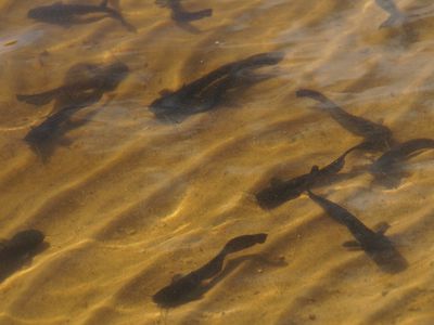900 сомов получили “прописку” в городском озере Висагинаса - В Висагинасе