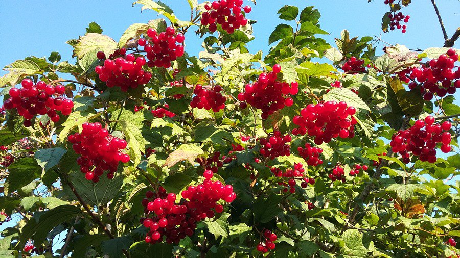 Фото № 17 конкурса «Осенние дары леса» - Конкурсы для читателей