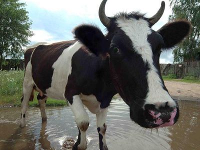 Зачем коровам рога - Наука и здоровье