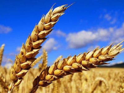 Россия – формирующаяся супердержава в мировой системе продовольственного снабжения - В Мире