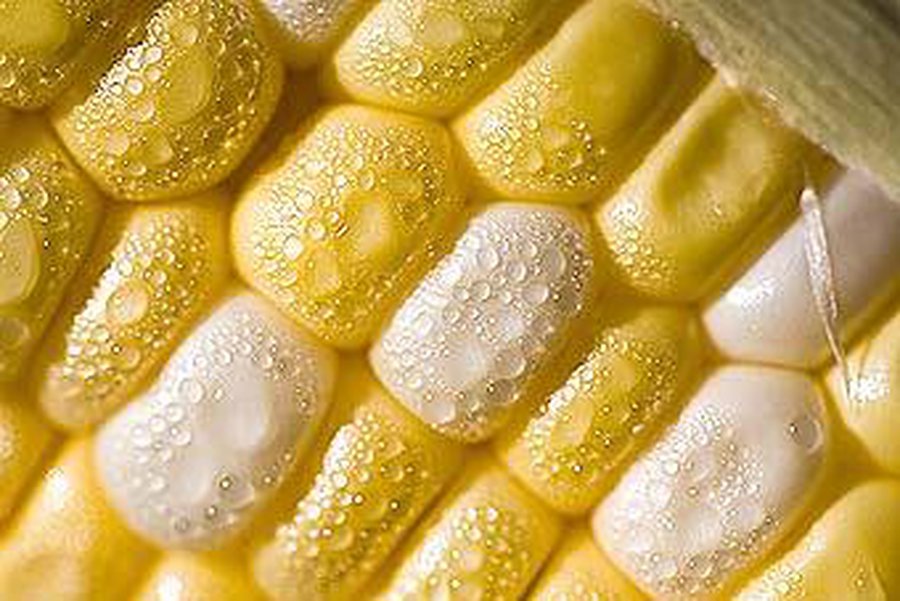 Быстрорастущие деревья - Наука и здоровье