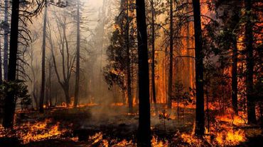 Раскрыт экономический ущерб от бушующих в России лесных пожаров