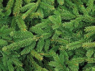 Лесничие будут раздавать еловые лапы - Литва и страны Балтии