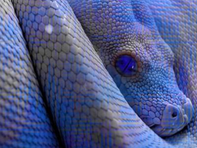 Как правильно встретить 2013 год: блюда, наряды, приметы
 - Литва и страны Балтии