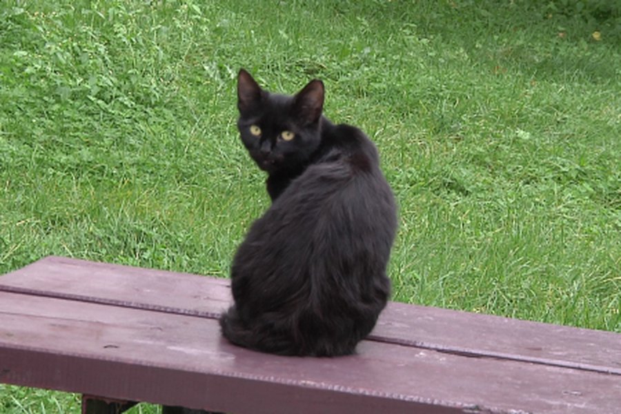 Висагинское общество опеки животных — на грани ликвидации                                                                                              - В Висагинасе