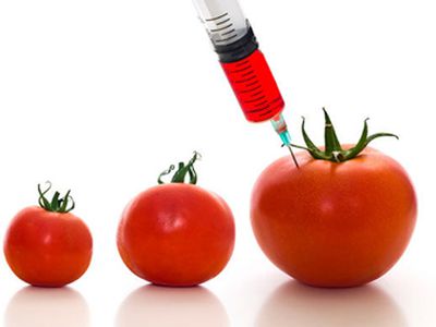 «Наколотые помидоры»: скандал вокруг ГМО - Наука и здоровье