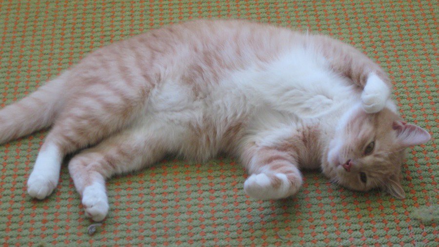 Участник №20 конкурса «Мой домашний любимец» - Конкурсы для читателей