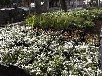 На ал. Седулинос высаживаются растения. Для клумб приготовлено 18 000 цветов разных сортов (видео) - В Висагинасе