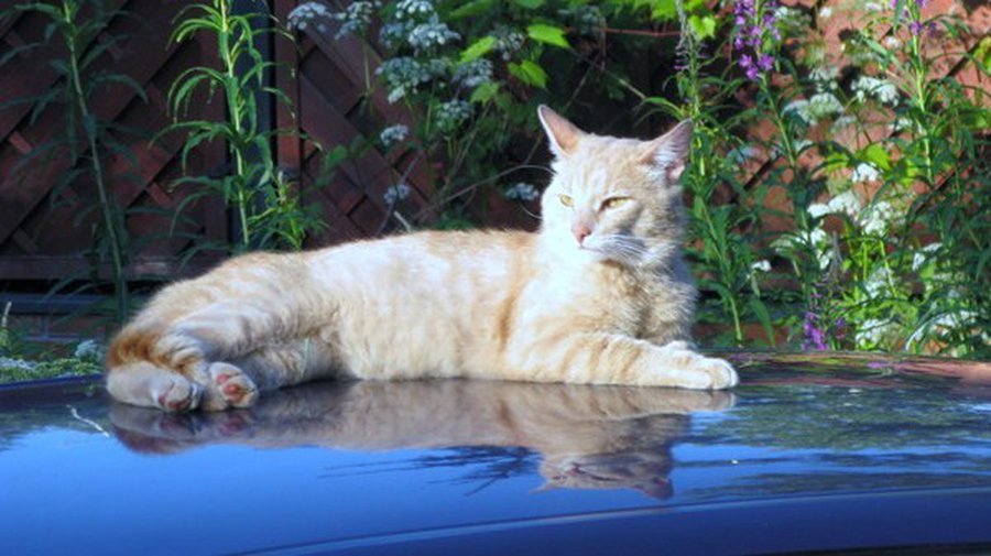 Создано полимерное покрытие, на котором исчезают царапины - Хобби, отдых и развлечения