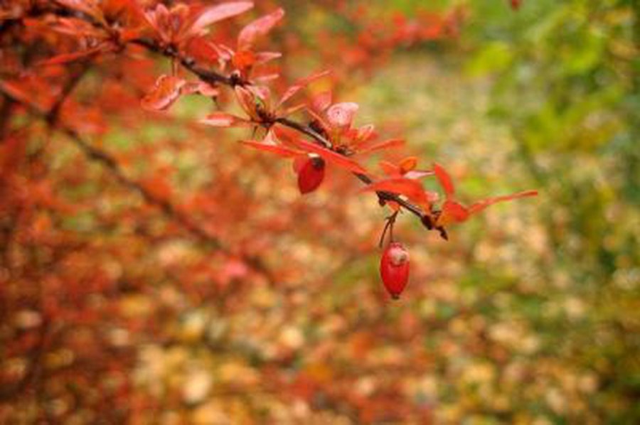 Savaitgalis bus sausas, saulėtas ir rudeniškai šiltas - Lietuva ir Baltijos šalys