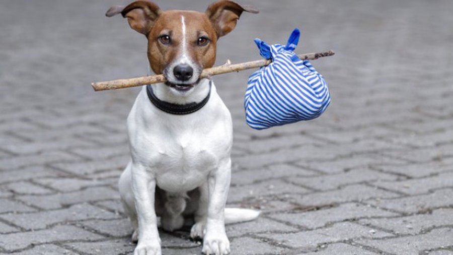 Забота о четвероногих друзьях должна быть ответственной  - В Висагинасе