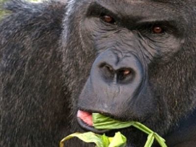 Сыроедение оказалось врагом интеллекта - Наука и здоровье