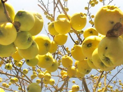 Sinoptikai: koks bus savaitgalis
 - Lietuva ir Baltijos šalys