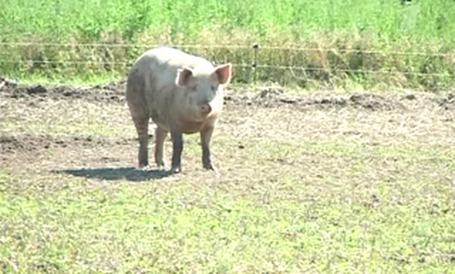 «Свиной грипп» удружил литовским аптекам  - Литва и страны Балтии