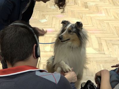 Канистерапия в Висагинасе - это реально (видео) - В Висагинасе